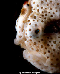Juvenile clown frogfish portrait, Milne Bay, PNG by Michael Gallagher 